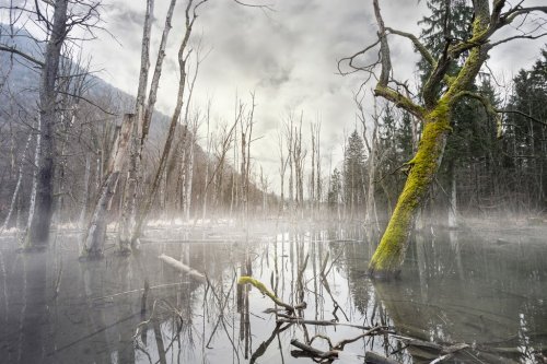 Mystic foggy swamp with dead trees - 901141141