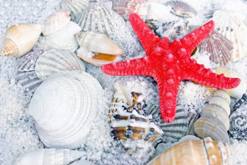 Red starfish, sea slugs and sea shells