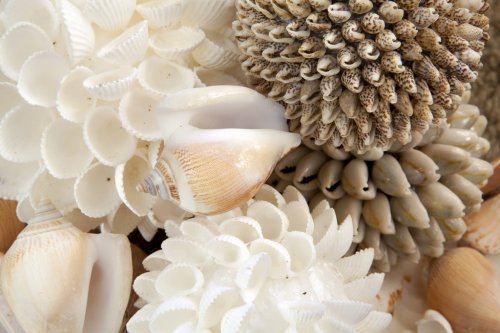 Seashells - 901141221