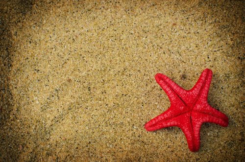 Starfish on a sandy background - 901141238