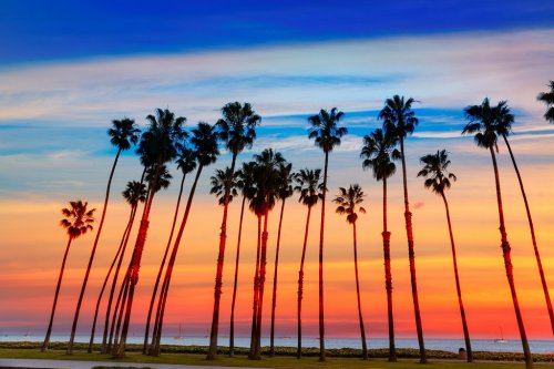 California sunset Palm tree rows in Santa Barbara - 901141249
