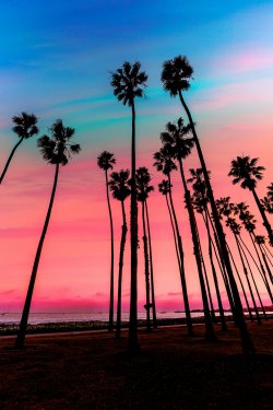 California sunset Palm tree rows in Santa Barbara - 901141283