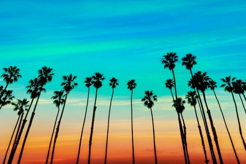 California sunset Palm tree rows in Santa Barbara - 901141297