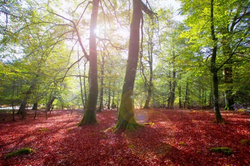 Autumn Selva de Irati beech jungle in Navarra Pyrenees Spain - 901141315
