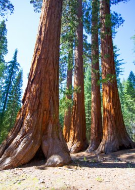 Sequoias in Mariposa grove at Yosemite National Park - 901141351