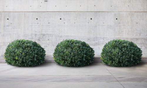 Concrete space with three green bushes