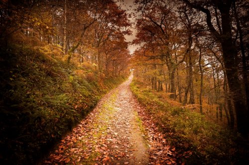 Dark Autumn Forest Pathway