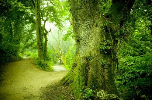 Forest Pathway - 901141467