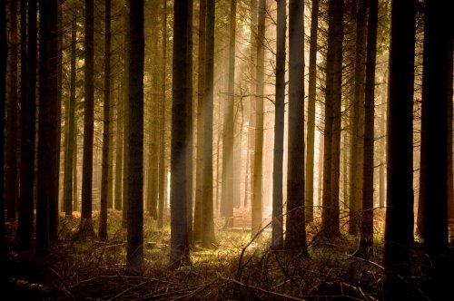 Warm Sunbeams Through A Forest - 901141468