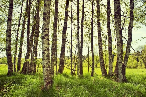 spring birch trees on a meadow