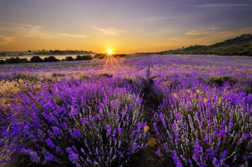 Sunset over lavender field - 901141539