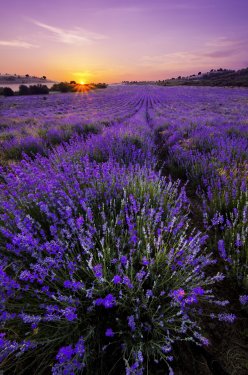 Lavender Field - 901141540
