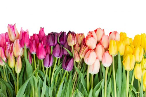 Border  of fresh tulips flowers
