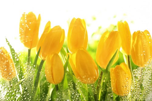 Yellow tulips - 901141817