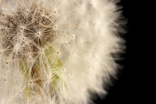 Beautiful dandelion with seeds on black background - 901141818