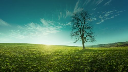 A lone tree on a meadow at sunrise, idyllic, fabulous landscapes - 901141847