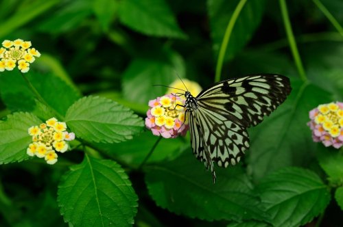 Butterfly - 901141857
