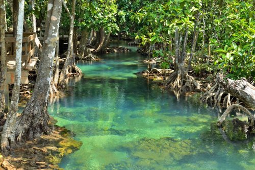 Mangrove forests - 901141929