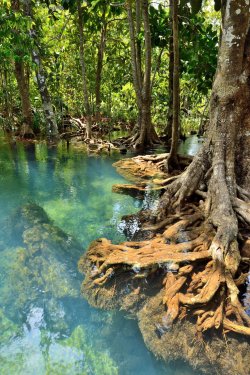 Mangrove forests - 901141930