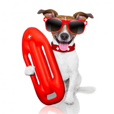 lifeguard dog - 901141970
