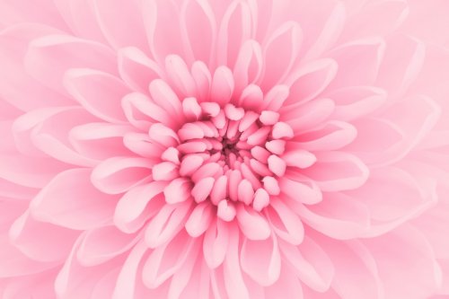 Pink chrysanthemum petals macro shot - 901142013