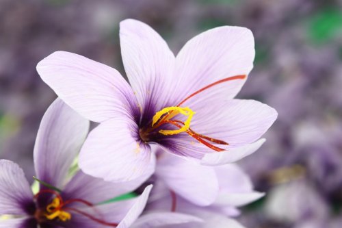 Beautiful purple Saffron Crocus flowers - 901142028