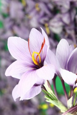 Beautiful purple Saffron Crocus flowers