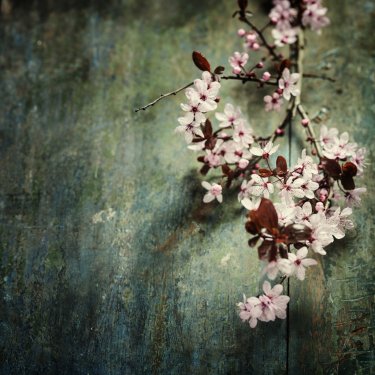 Spring Cherry blossoms - 901142031