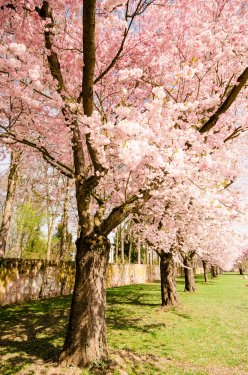 Wunderschöner Garten mit Japanischen Kirschblüten