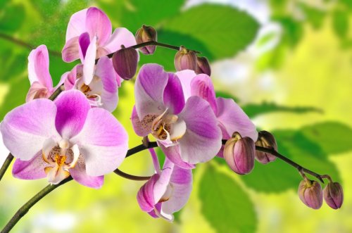 Pink Phalaenopsis with spring background - 901142045