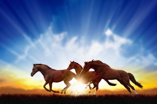 Running horses - 901142057