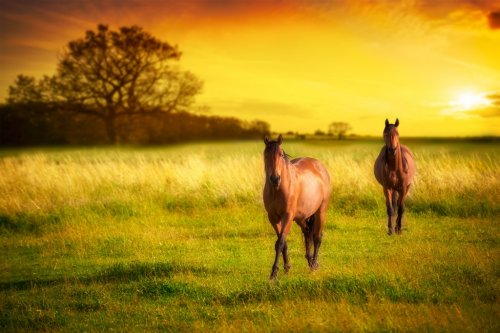 Horses At Sunset - 901142061