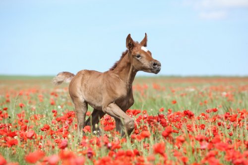 Arabian foal running in red poppy field - 901142065