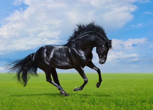 Black horse gallops on green field