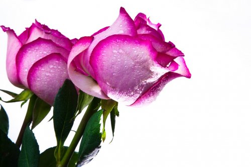 rose flower - 901142230