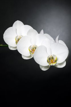 white orchids on black - 901142601