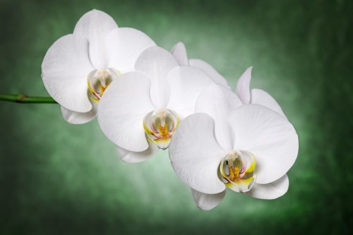 white orchids - 901142602