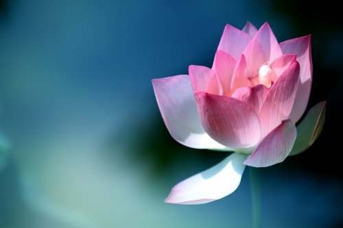 lotus flower - 901142604