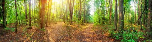 Panorama of a mixed forest at summer sunny day - 901142607