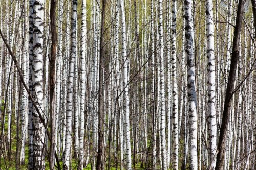 Deciduous birch forest with morning sunlight