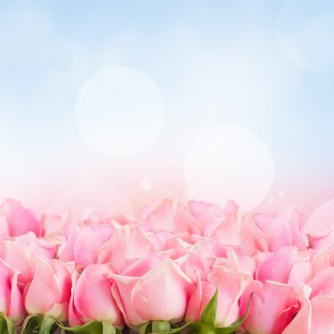 border of  pink garden roses - 901142616