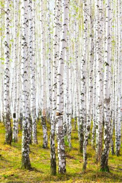 Spring in birch forest - 901142624