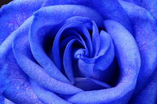 Details of blue flower rose - 901142635