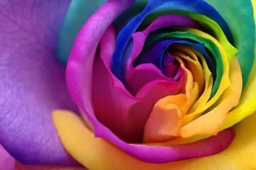 Close up of rainbow rose heart - 901142636