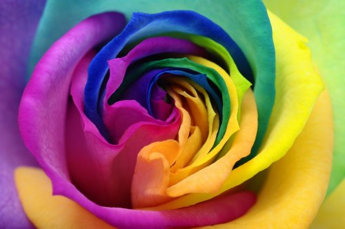 Close up of rainbow rose heart - 901142637