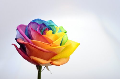 Close up of rainbow rose flower - 901142638