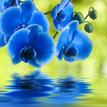 orquidea azul sobre fondo natural verde - 901142640