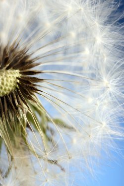 Beautiful dandelion with seeds on blue background - 901142662