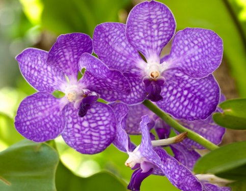 violet orchid - 901142671