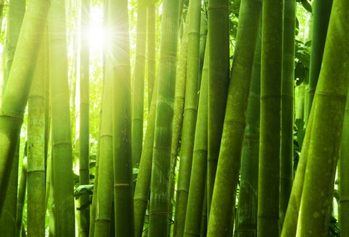 Bamboo forest. - 901142682